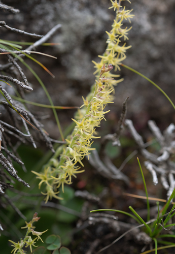 Lesotho Hair Orchid (Holothrix incurva)