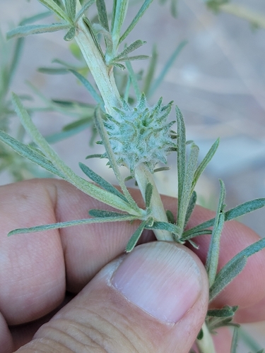 Unknown species found near Emery County, US-UT, US
