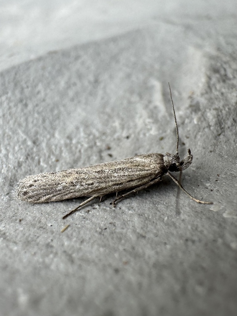 Holcophora statices