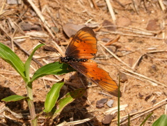 Acraea natalica