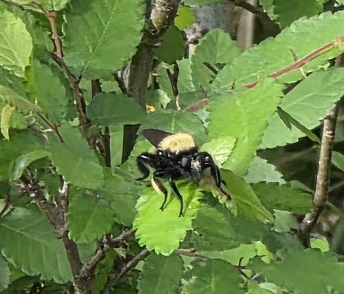 Unknown species found near Needville, TX 77461, USA