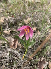 Fritillaria pluriflora