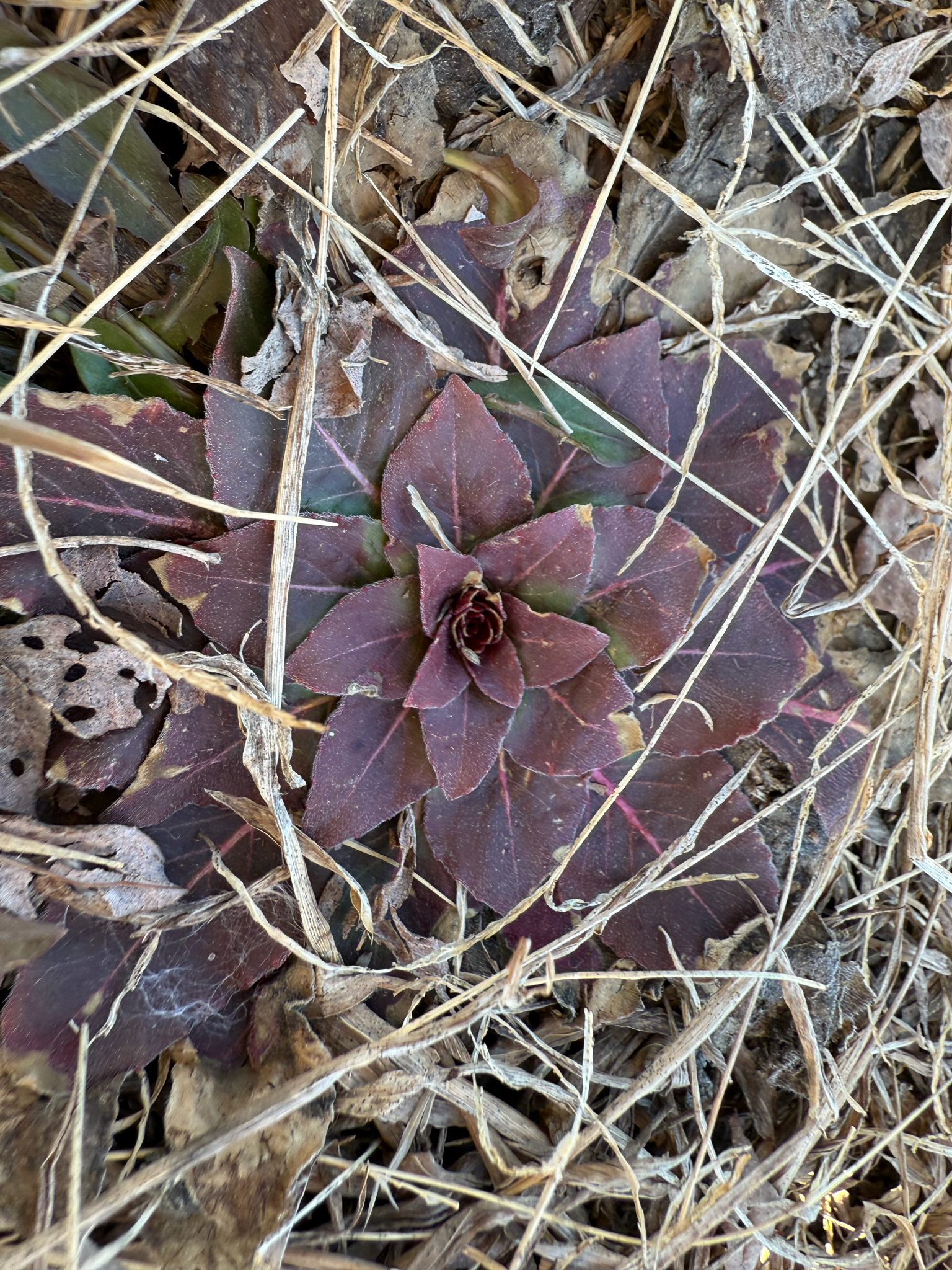 Common Evening-Primrose (Oenothera biennis)