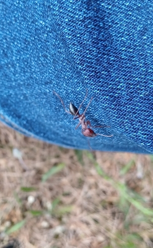 Nodal Desert Ant