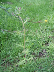 Erigeron variifolius