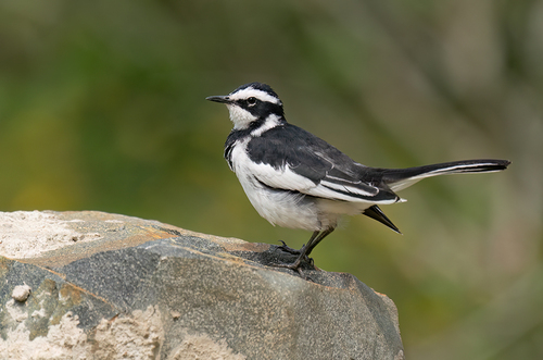 iNaturalist: (c) Paul Cools, some rights reserved (CC BY-NC), uploaded by Paul Cools iNaturalist image