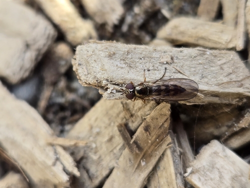 Unknown species found near Duvall, WA 98019, USA