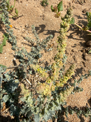 Waxy Saltbush (Atriplex glauca)