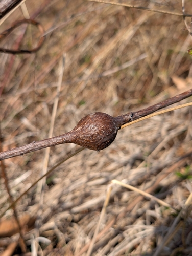 Unknown species found near Owen Brown, Columbia, MD, USA