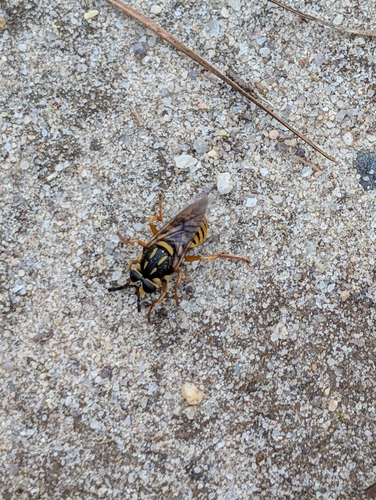 Unknown species found near Church View, VA 23032, USA