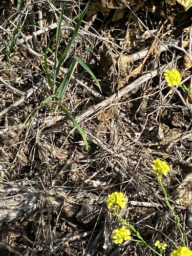 Unknown species found near Bexar County, US-TX, US