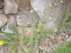 Bidens exigua
