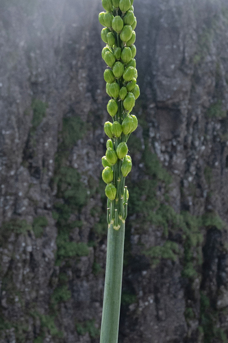 Natal Slangkop (Drimia macrocentra)