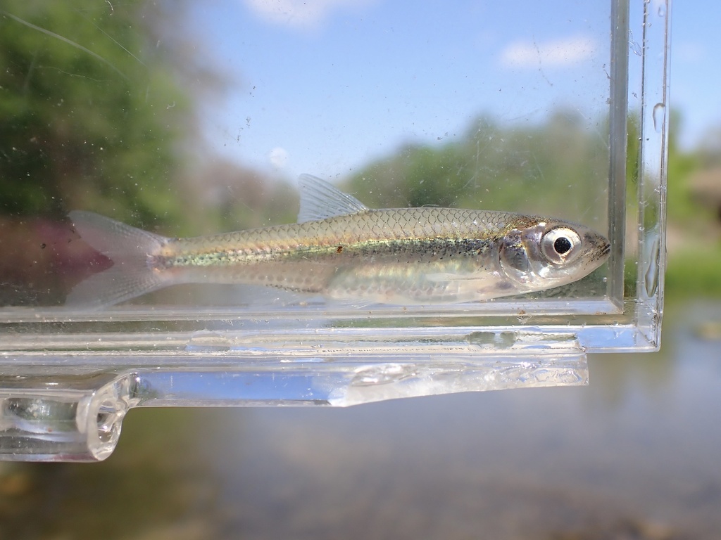 Texas Shiner