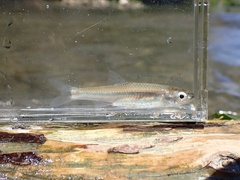 Texas Shiner photo 3