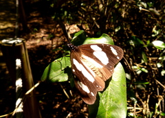 Amauris ochlea ochlea