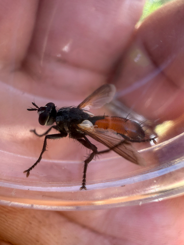 Unknown species found near Castaic