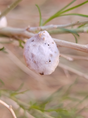Unknown species found near Emery County, US-UT, US