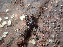 Temnothorax schaumii