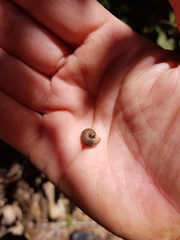 Ramogenia challengeri