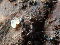 Temnothorax schaumii