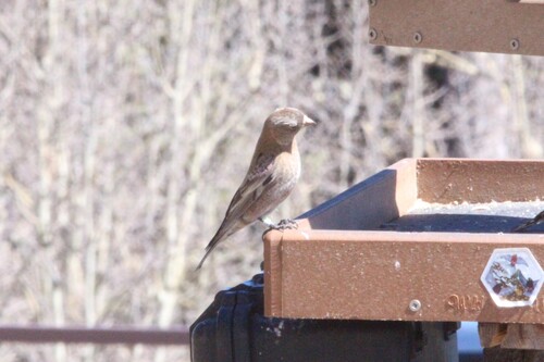 Brown-capped Rosy Finch (Leucosticte australis), photo 4