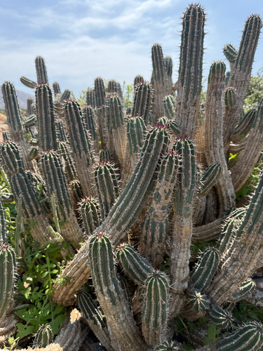 Euphorbia officinarum, photograph 6