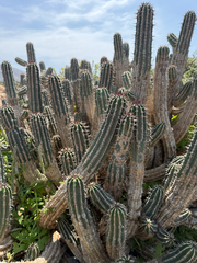 Euphorbia officinarum, photograph (c) Simon Colenutt, some rights reserved (CC BY)