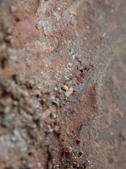 Temnothorax schaumii