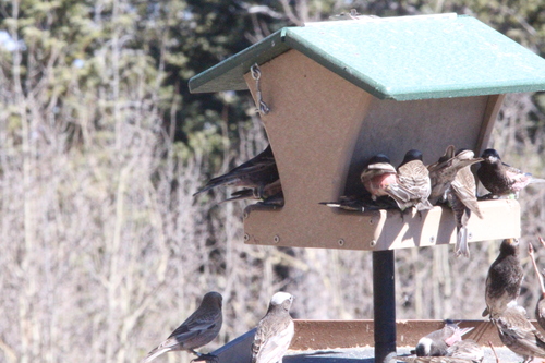 Black Rosy Finch (Leucosticte atrata), photo 3