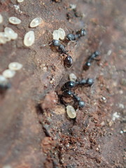 Temnothorax schaumii