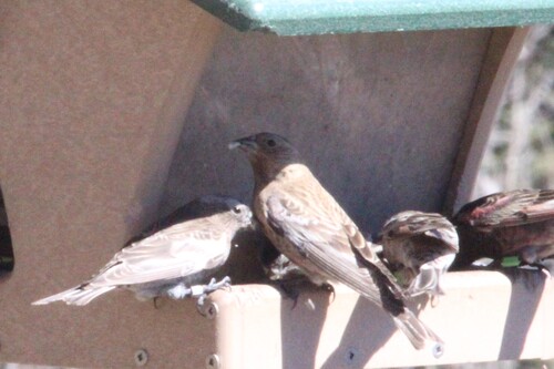 Brown-capped Rosy Finch (Leucosticte australis), photo 3