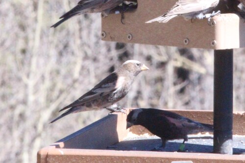 Black Rosy Finch (Leucosticte atrata), photo 2