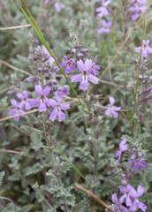 Jamesbrittenia pristisepala