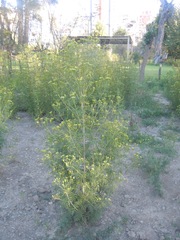Tagetes terniflora