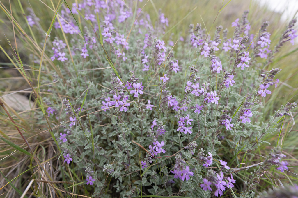 Jamesbrittenia pristisepala; photograph (c) Morten Ross, some rights reserved (CC BY)