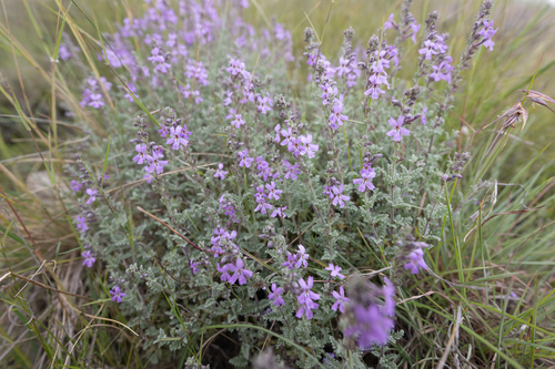 Jamesbrittenia pristisepala, photograph 2