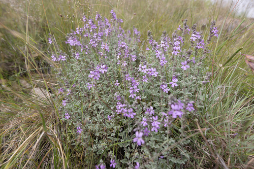 Jamesbrittenia pristisepala, photograph 3