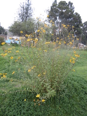 Aldama helianthoides