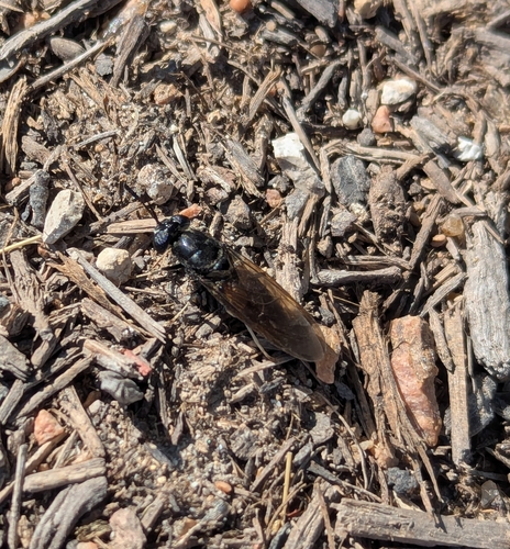 Unknown species found near Crawford, TX 76638, USA