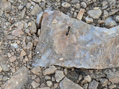 Veromessor pergandei