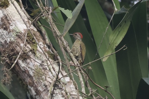 Green-backed Woodpecker