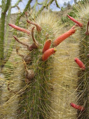 Cleistocactus luribayensis