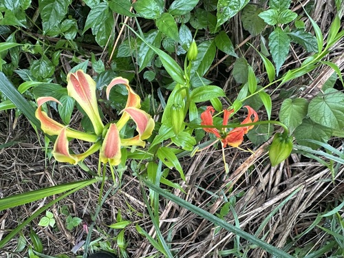 flame lily