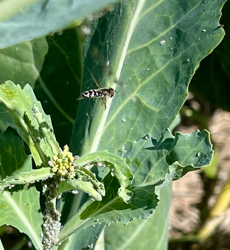 Unknown species found near Drake Ave, Burlingame, CA, US