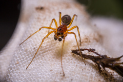 Pachygnatha listeri