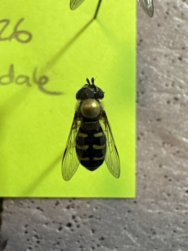 Unknown species found near Mossdale Rd, Boston, MA, US