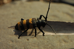 Diastocera trifasciata