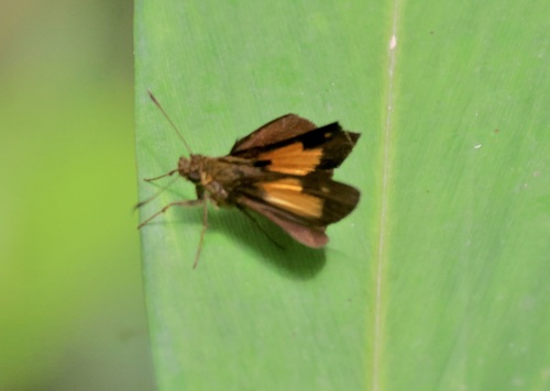 Ankole Skipper