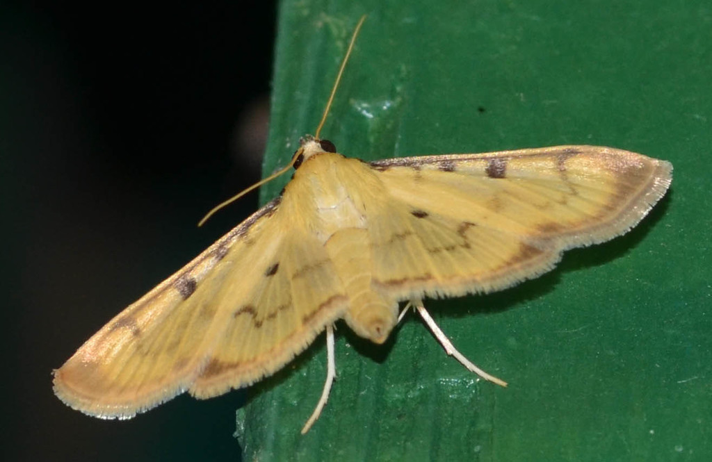 Lygropia plumbicostalis